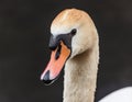 A swanÃ¢â¬â¢s head, feathers, and beak in sharp detail